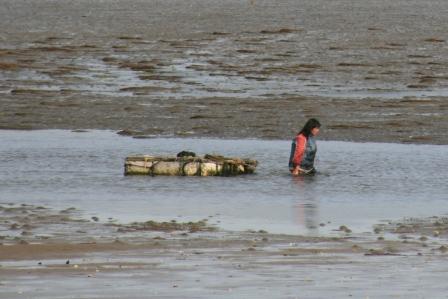 Seegras: erst wird gesammelt...